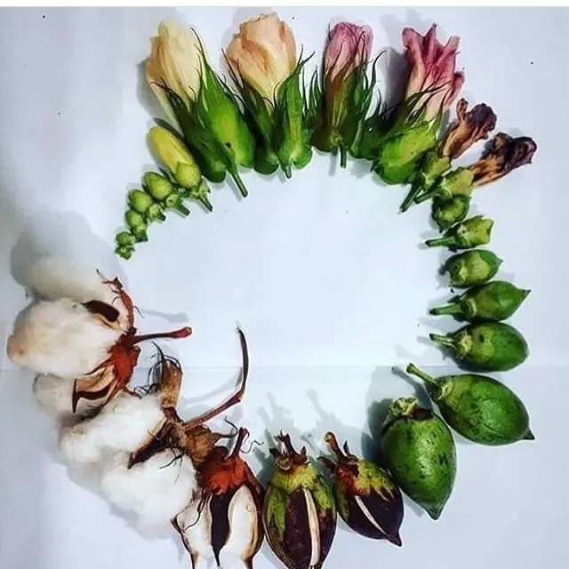 Tarım makinesi