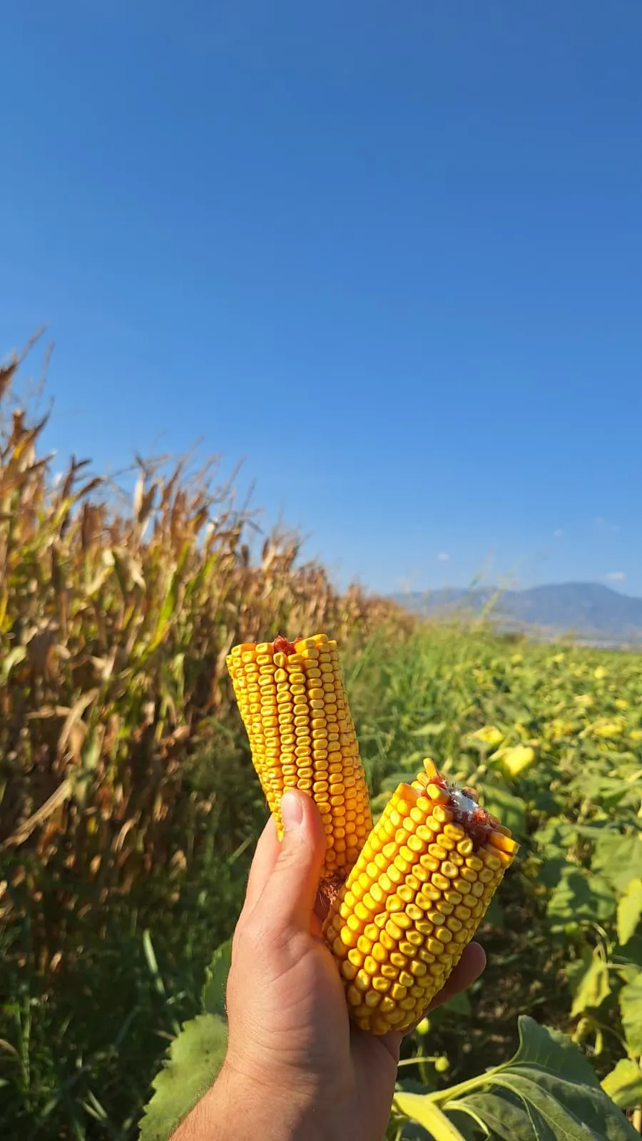 Tarım ve hasat görüntüsü